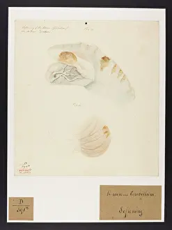 Cerebellum: Softening of Brain & Cerebellum