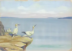 Dundas: Solan Geese or Gannets