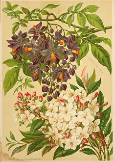 Grandiflora: Solanium - Azuraeum - Jasminoides Grandiflora