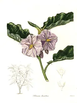 Henslow: Solanum asperolanatum