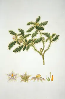 Asterales: Solanum hystrix, Afghan thistle