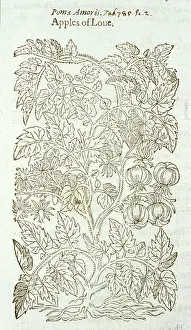 Rosales: Solanum lycopersicum, garden tomato
