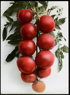 Tomatoes: Solanum Lycopersicum (Tomato) Sunrise