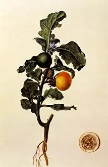 Solanum: Solanum Macrocarpum