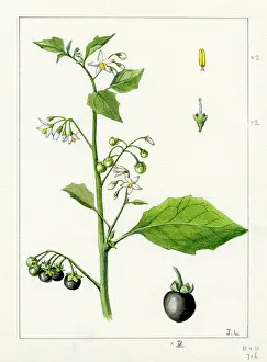 Bentham: Solanum nigrum - black nightshade