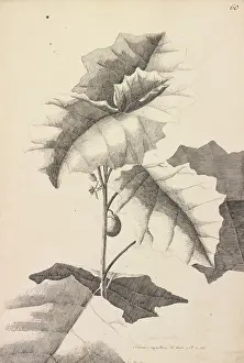 Solanales: Solanum repandum