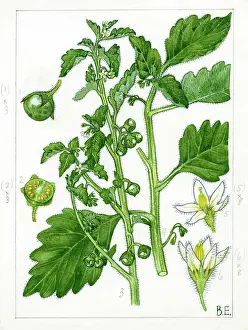 Somewhat: Solanum sarrachoides - hairy nightshade