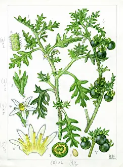Calyx: Solanum triflorum - cutleaf nightshade