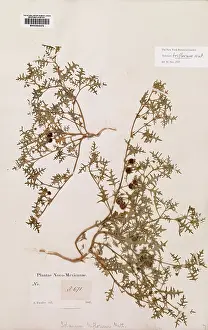 Solanales: Solanum trifolum