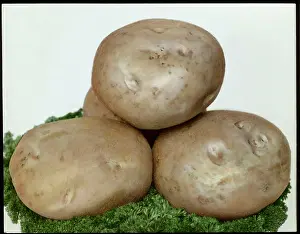 Scot: Solanum Tuberosum (Potato) Great Scot