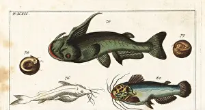 Militaris: Soldier catfish and driftwood catfish