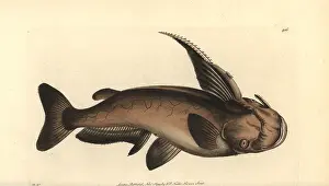 Catfish: Soldier catfish, Osteogeneiosus militaris