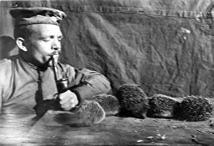 Smokes: Soldier looking at hedgehogs, 1916