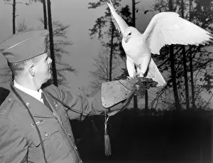 Ramstein: US soldier with white falcon