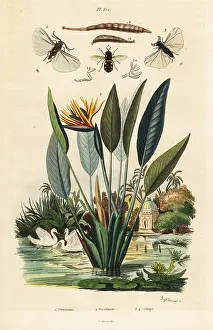 August Dumenil: Soldierfly, crane flower and