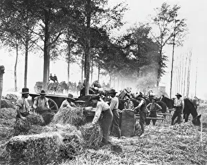 Fodder: Soldiers cutting hay