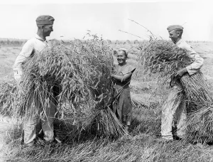 Surroundings: Soldiers during the harvest, 1930s