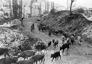 Macedonia: Soldiers with a herd of cattle on the Balkans Front, 1916