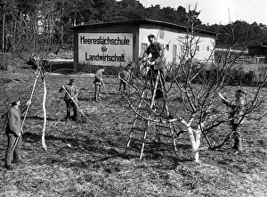 Pointer: Soldiers prune fruit trees