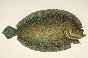 Solea: Solea lunata, sole