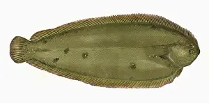 Solea: Solea solea, or Common Sole