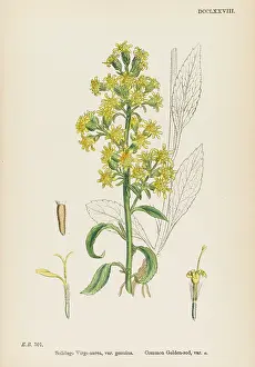 Aurea: SOLIDAGO VIRGA-AUREA