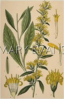Solidago: SOLIDAGO VIRGAUREA