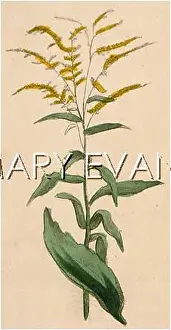 Solidago: SOLIDAGO VIRGAUREA