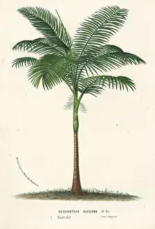 Elegans: Solitaire palm, Ptychosperma elegans