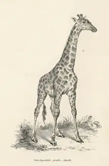 Giraffa: A Solitary Giraffe - 19th century