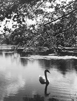 Grendon: SOLITARY SWAN