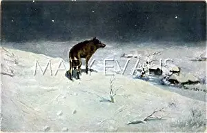 Wastes: Solitary wolf in the snowy wastes