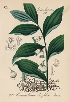 Polygonatum: Solomon's seal, Polygonatum hirtum