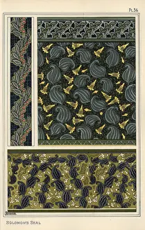Grasset: Solomon's seal, Polygonatum multiflorum, as