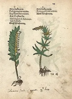 Minus: Solomon's seal, Polygonatum multiflorum and