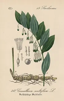 Multiflora: Solomon's seal, Polygonatum multiflorum