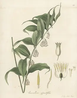 Nurseryman: Solomon's Seal, Polygonatum oppositifolium