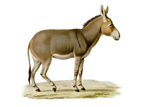 Related: Somali Wild Ass, Critically Endangered, 1869