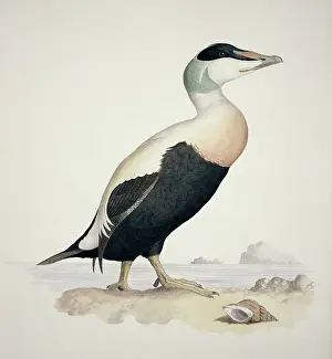 Forehead: Somatera mollissma, common eider