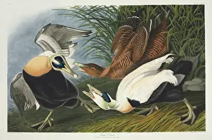 Somateria: Somateria mollissima, common eider