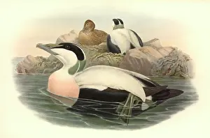 Nape: Somateria mollissima, common eider