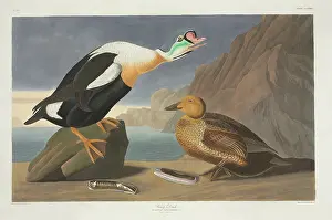 Razor: Somateria spectabilis, king eider