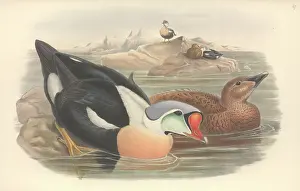 Anseriformes: Somateria spectabilis, king eider