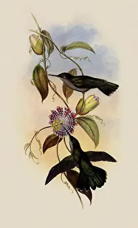 Swifts: Sombre Sabre-Wing, Campylopterus Obscurus