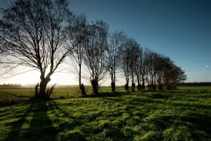 The Somme - Ginchy
