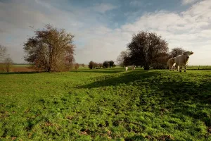 The Somme - Gommecourt