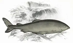 Greenland: Somniosus microcephalus, or Greenland Shark