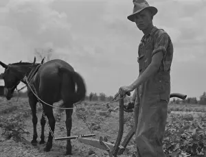 Sharecropper: Son of sharecropper family at work cultivating ?