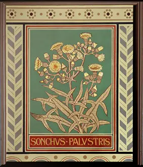 Asterid: Sonchus palustris, marsh sow-thistle