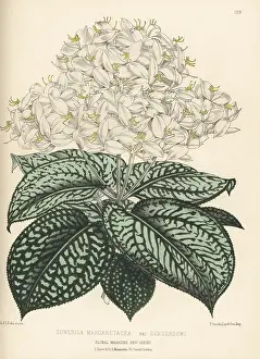 Hothouse: Sonerila margaritacea, native to Myanmar